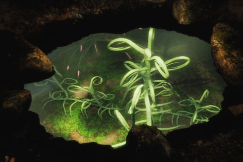 PlantPool_edited